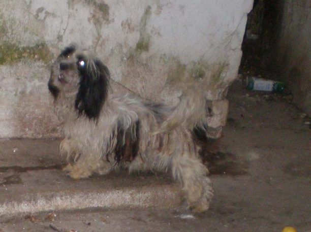 Χανιά: Συνελήφθη η γυναίκα που κακοποιούσε τα 3 σκυλιά της